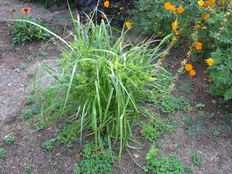 Yellow Nutsedge